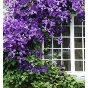 Meet your Posher, Pamela